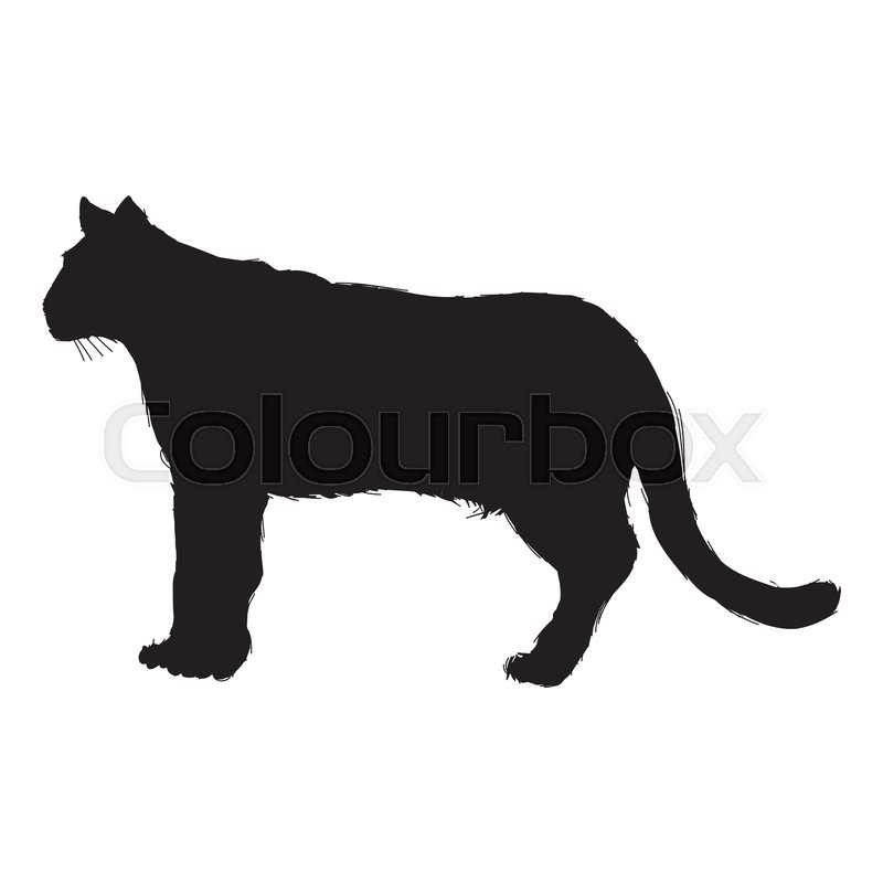 800x800 Pictogram Cougar Or Mountain Lion Stock Vector Colourbox