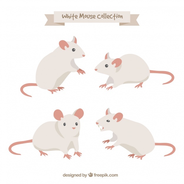 626x626 Mice Vectors, Photos And Free Download