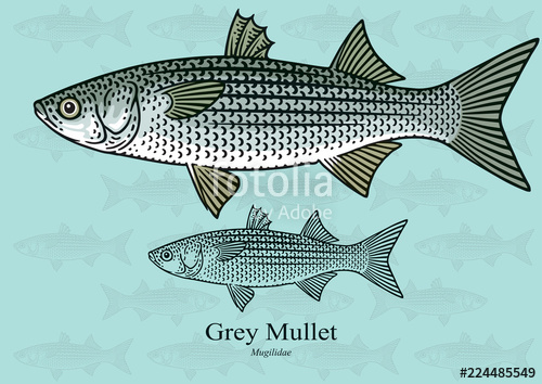500x354 Grey Mullet Vector Illustration With Refined Details