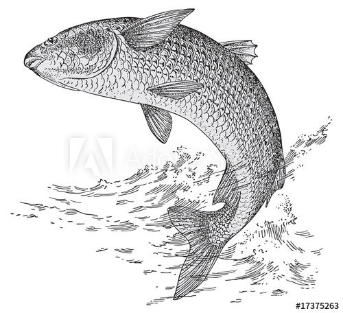 500x456 Grey Mullet Vector
