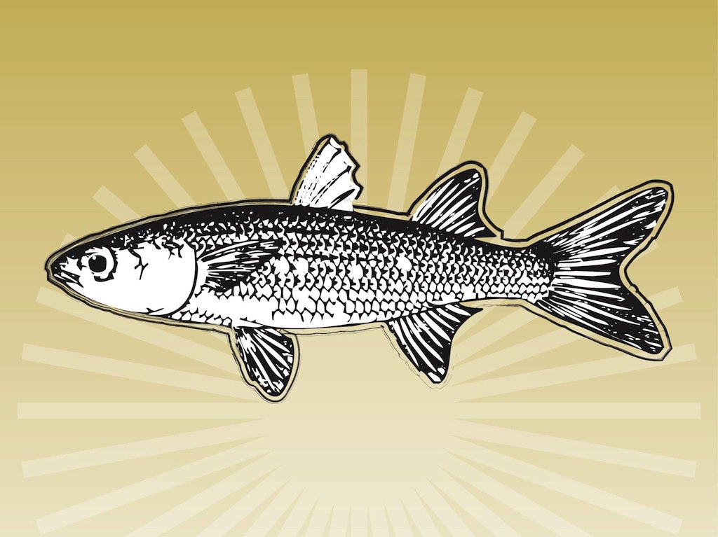 1024x767 Hand Drawn Fish Vector Art Graphics