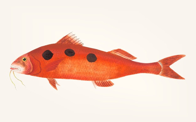 626x390 Mullet Vectors, Photos And Free Download