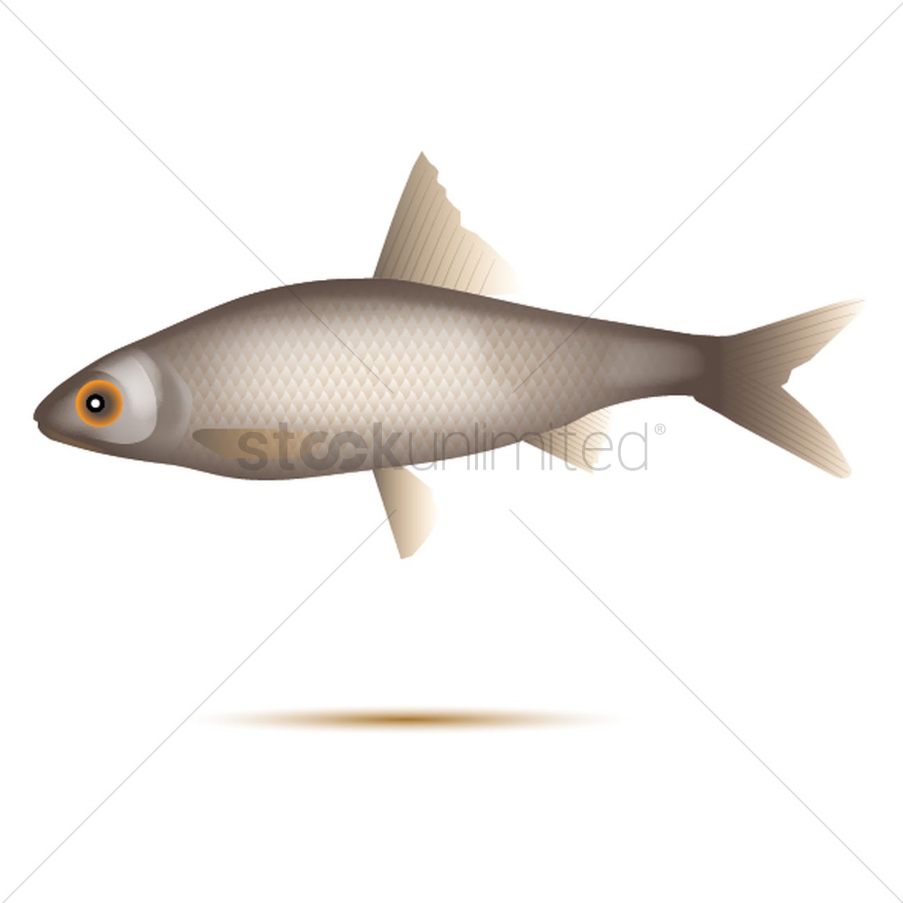 1300x1300 Mullet Fish Vector Image