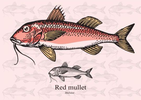539x381 Red Mullet Fish Vector Free Download