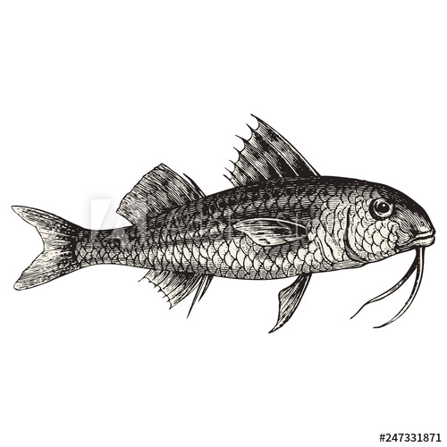 500x500 Red Mullet Fish Vector Illustration