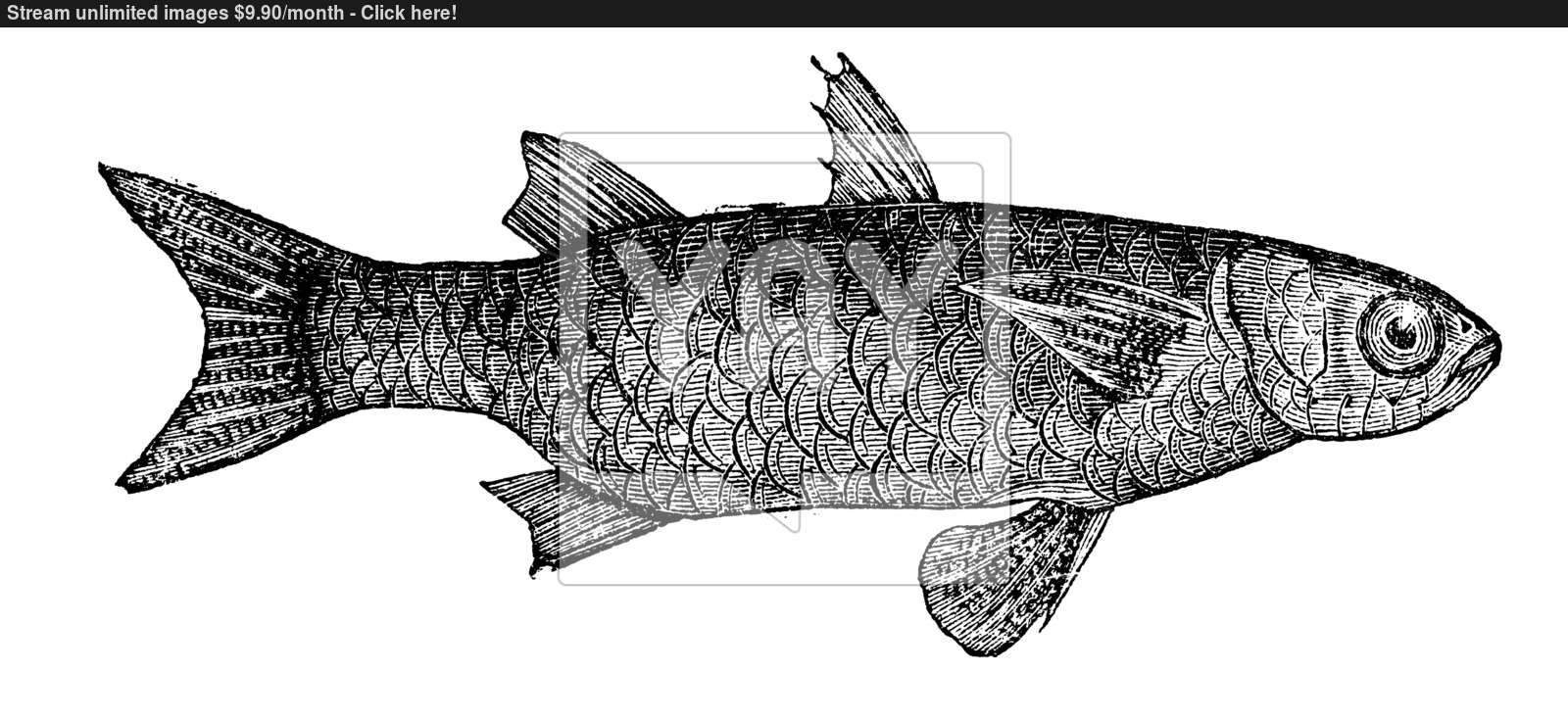 1600x735 Striped Mullet