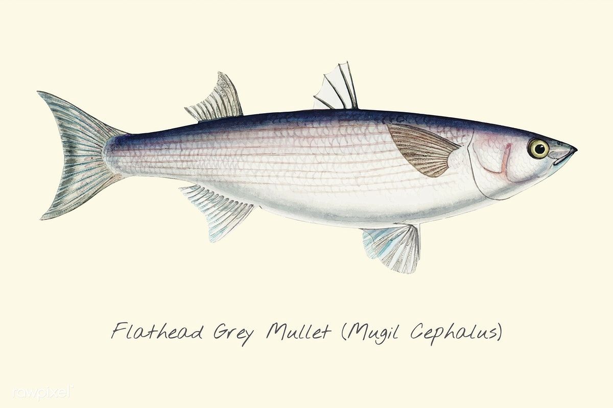 1200x800 Download Premium Vector Of Drawing Of A Flathead Grey Mullet