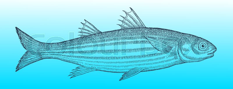 800x306 Flathead Grey Mullet