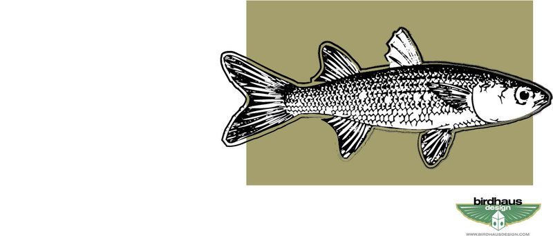 800x342 Free Download Of Mullet Vector Graphic