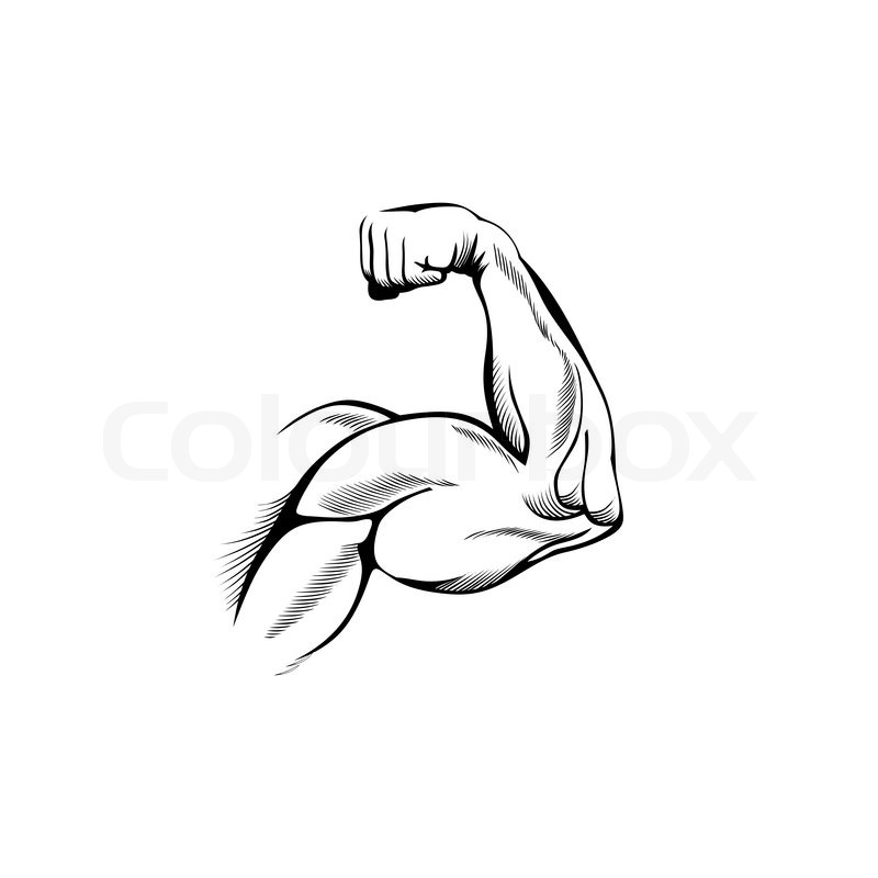 Muscle Arm Vector Images 800x800 Muscle Arm Vector Images