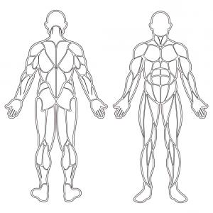 300x300 Human Body Muscles Silhouette Vector Soidergi
