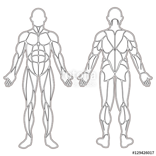 Muscle Silhouette Vector at Vectorified.com | Collection of Muscle ...