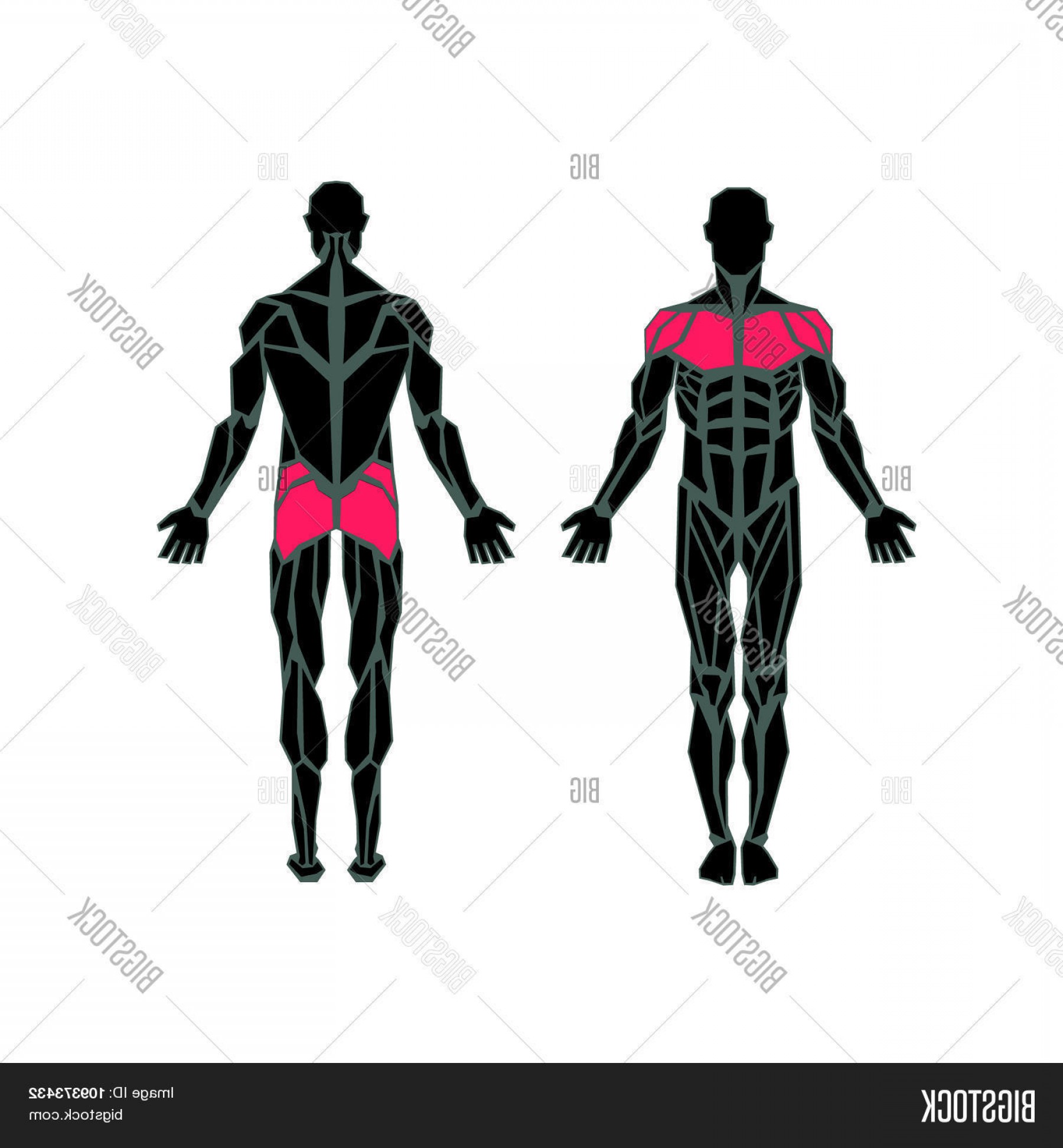 1800x1944 Stock Vector Polygonal Anatomy Of Male Muscular Systemc Exercise