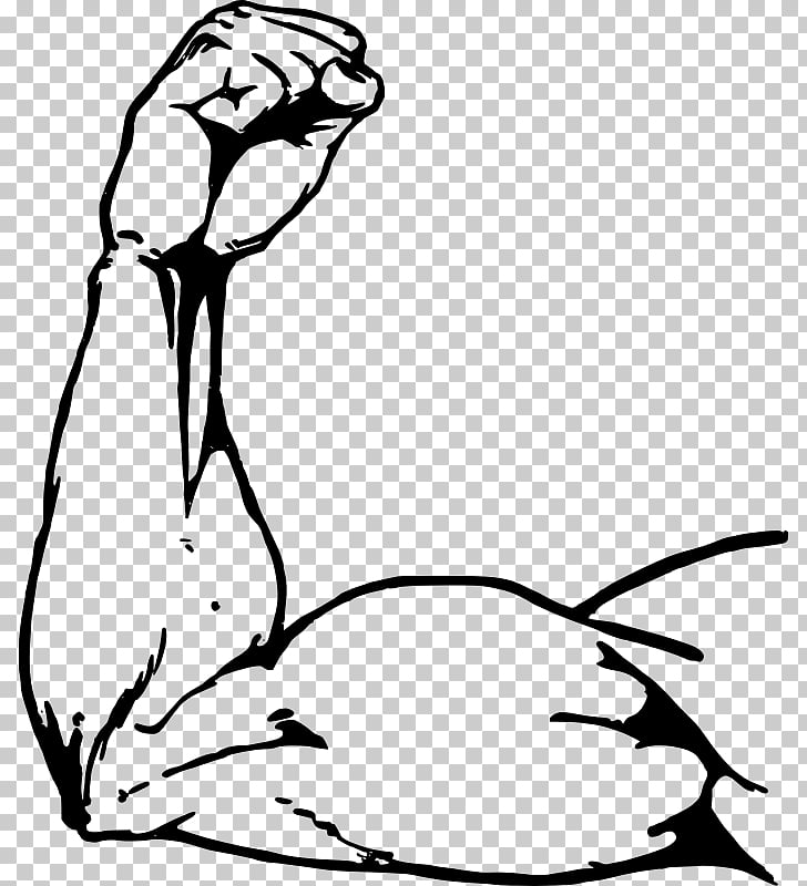 Muscle Vector Png Cliparts For Free Download Uihere 728x800 Muscle Vector Png Cliparts For Free Download Uihere
