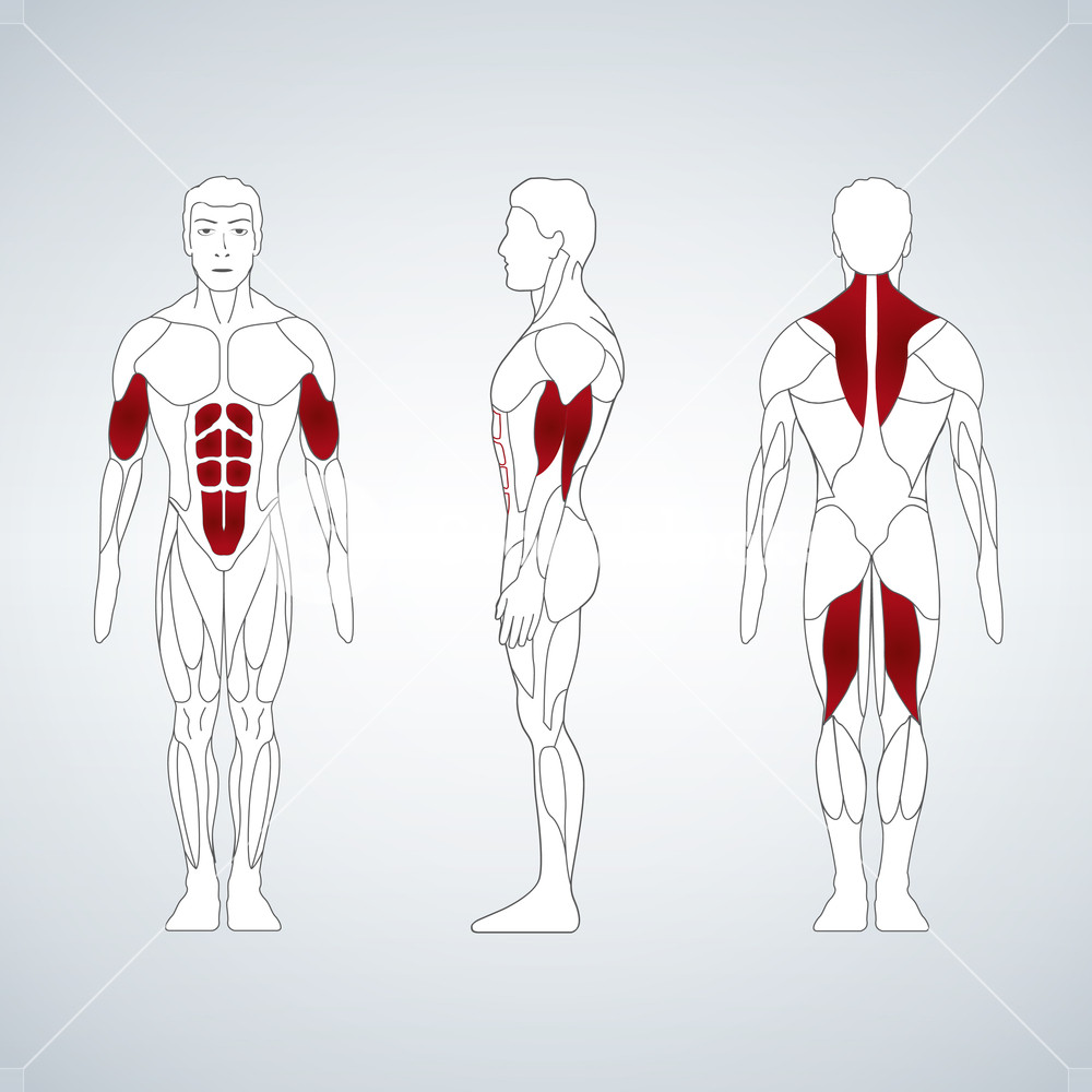 Full Length Muscle Body, Front, Back View Of A Standing Man 1000x1000 Full Length Muscle Body, Front, Back View Of A Standing Man