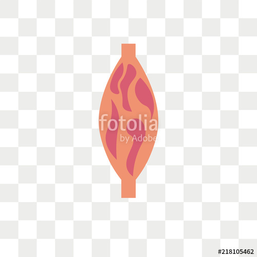 Muscle Vector Icon Isolated On Transparent Background, Muscle Logo 500x500 Muscle Vector Icon Isolated On Transparent Background, Muscle Logo
