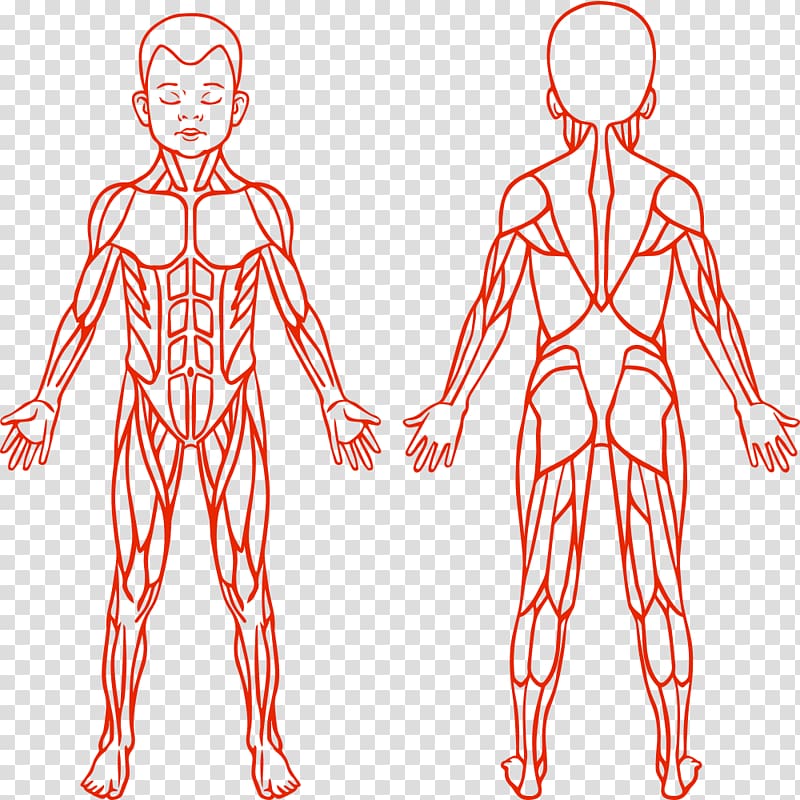 Anatomy Muscular System Human Body Muscle, Muscle Children 800x800 Anatomy Muscular System Human Body Muscle, Muscle Children