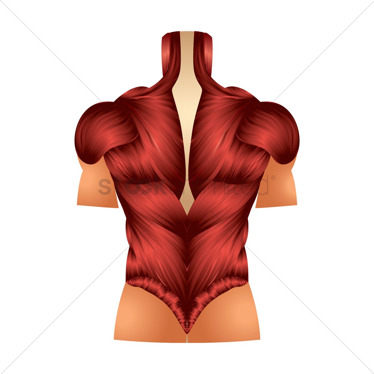 Back Muscles Vector Image 1300x1300 Back Muscles Vector Image