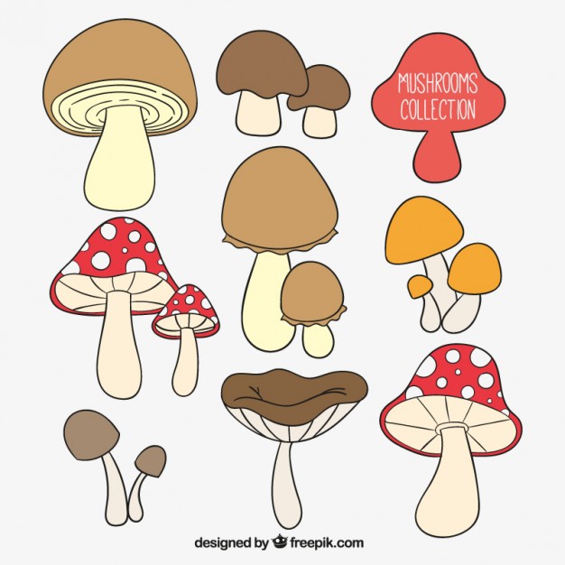 626x626 Hand Drawn Mushrooms Collection Vector Free Download