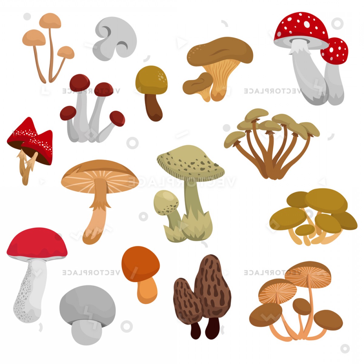 1200x1200 Fresh Autumn Mushrooms Toadstools Cartoon Set Vector Illustration