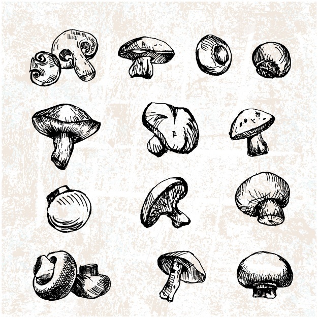 626x626 Mushroom Vectors, Photos And Free Download