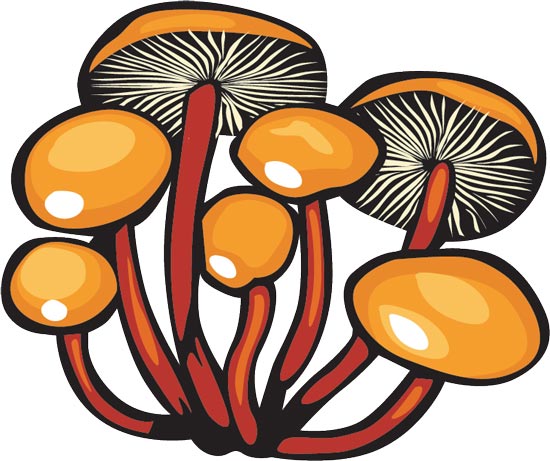 550x461 Mushroom Vector Drawing