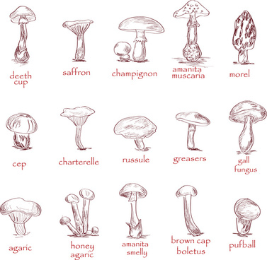377x368 Mushrooms Vector Free Vector Download