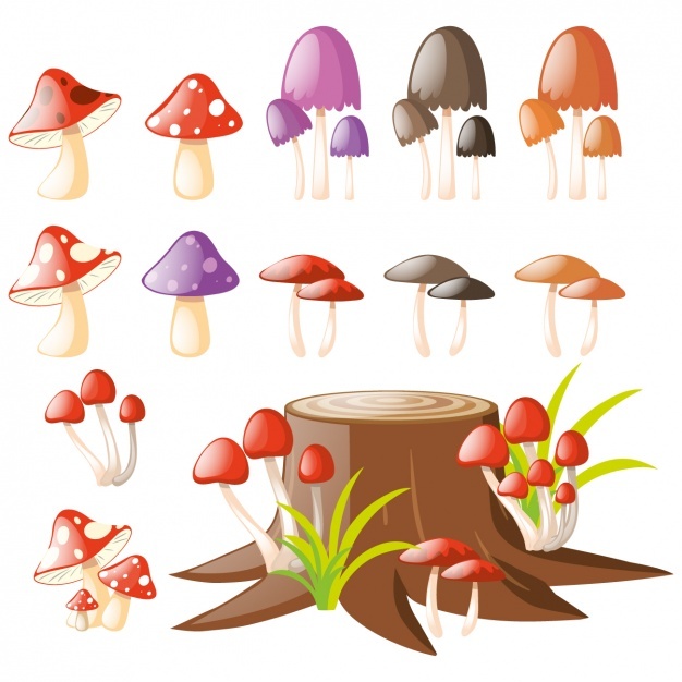626x626 Mushroom Vectors, Photos And Free Download