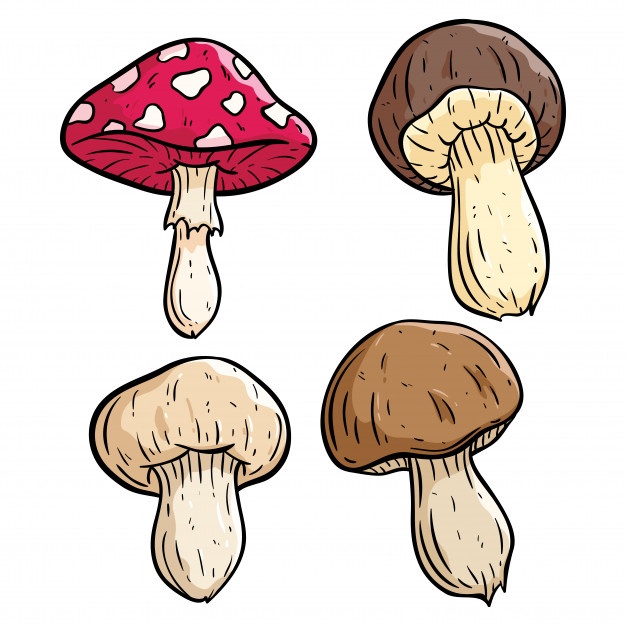 626x626 Mushroom Plants Vectors, Photos And Free Download