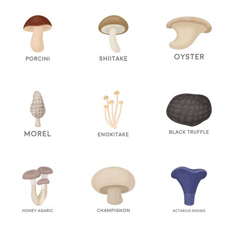 450x450 Mushroom Set Icons In Cartoon Style Big Collection Of Mushroom