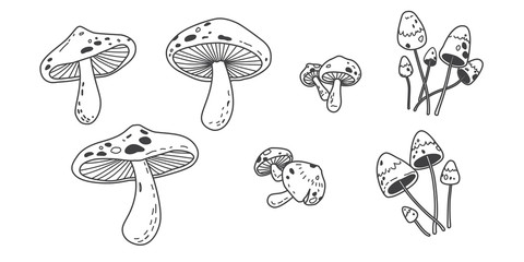 480x240 Search Photos Mushroom Vector