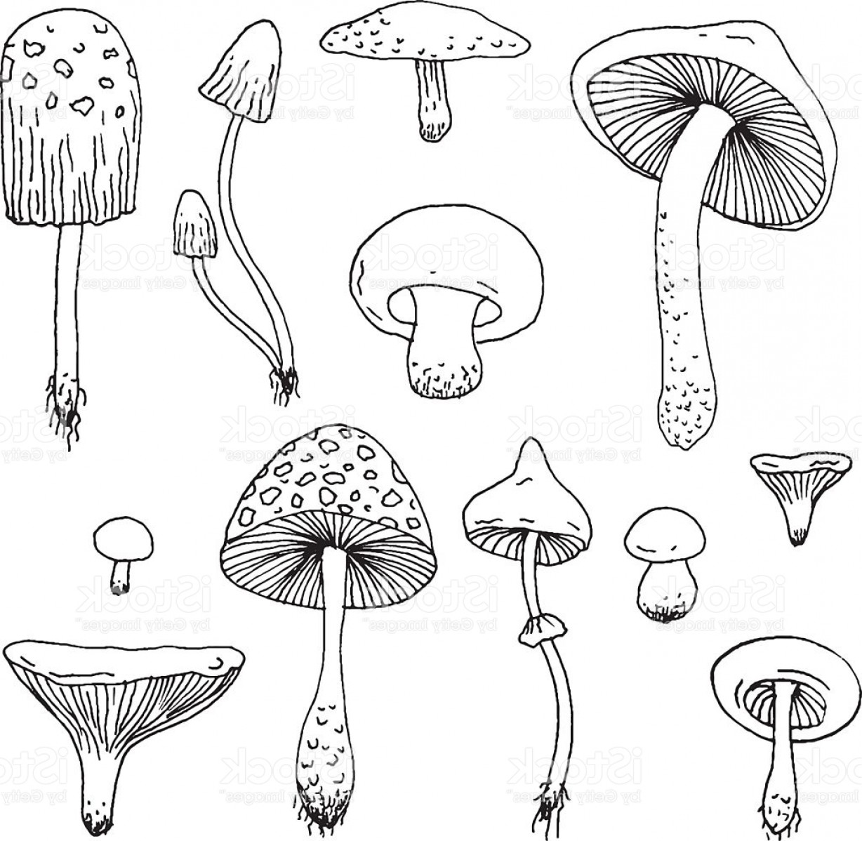 Set Of Forest Mushrooms Vector Hand Drawn Sketch Gm Soidergi. 
