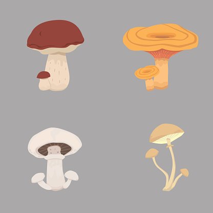 416x416 Different Kinds Of Set Mushroom Vector Illustration Premium