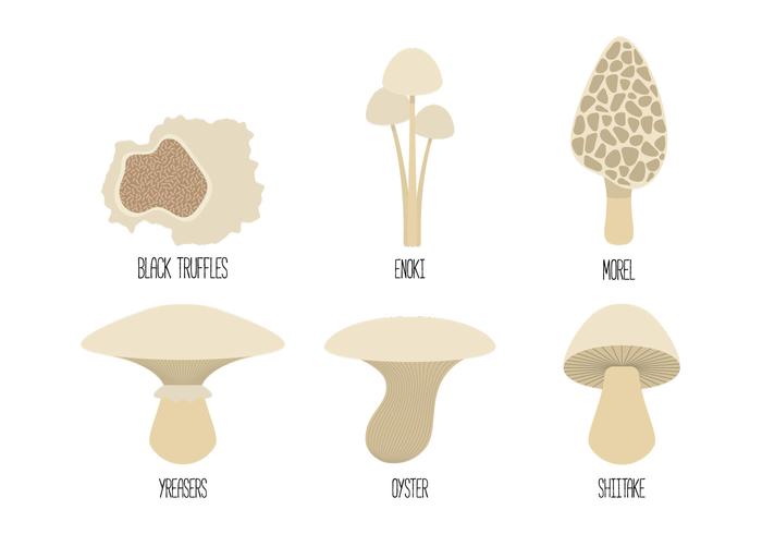 700x490 Mushroom Family Vectors