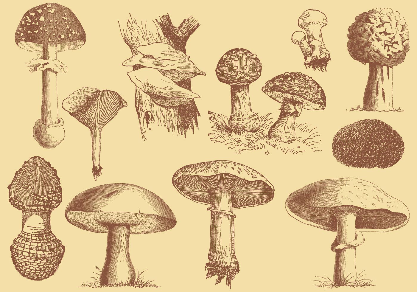 1400x980 Mushroom Free Vector Art