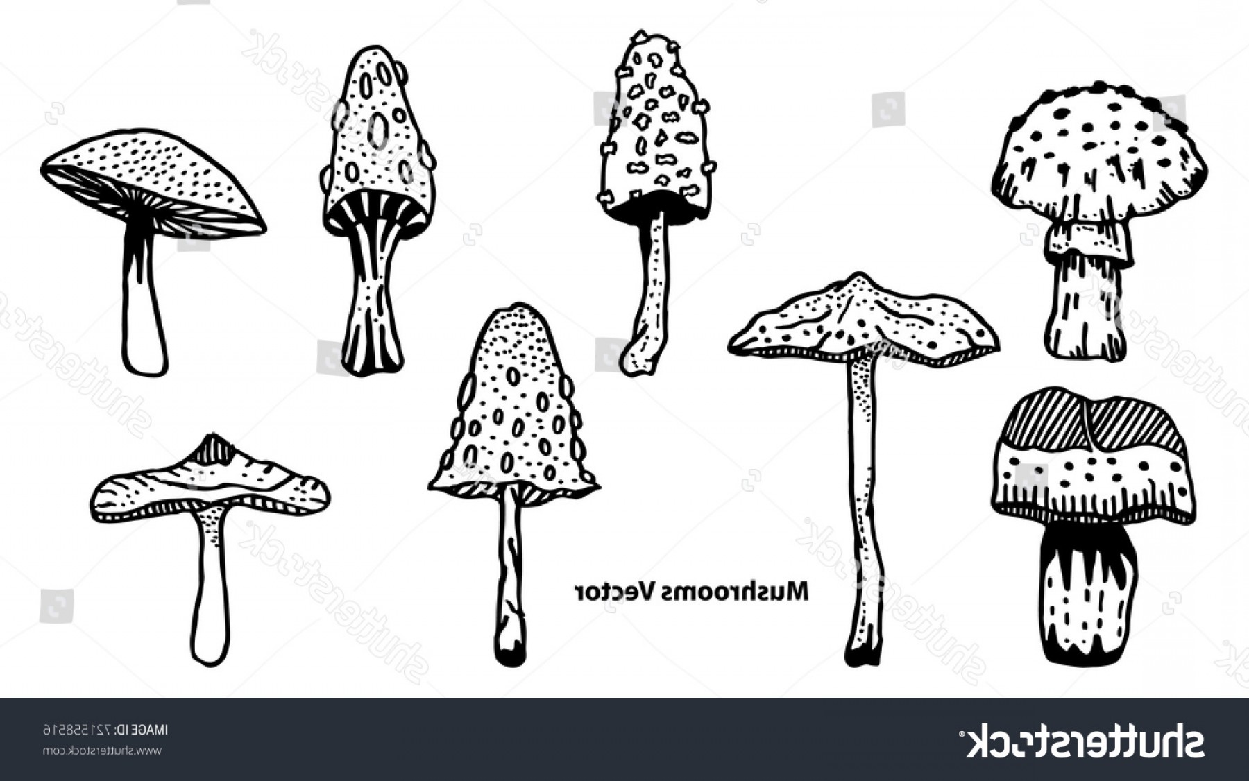 1800x1126 Mushroom Hand Drawn Sketch Vector Illustration Handandbeak
