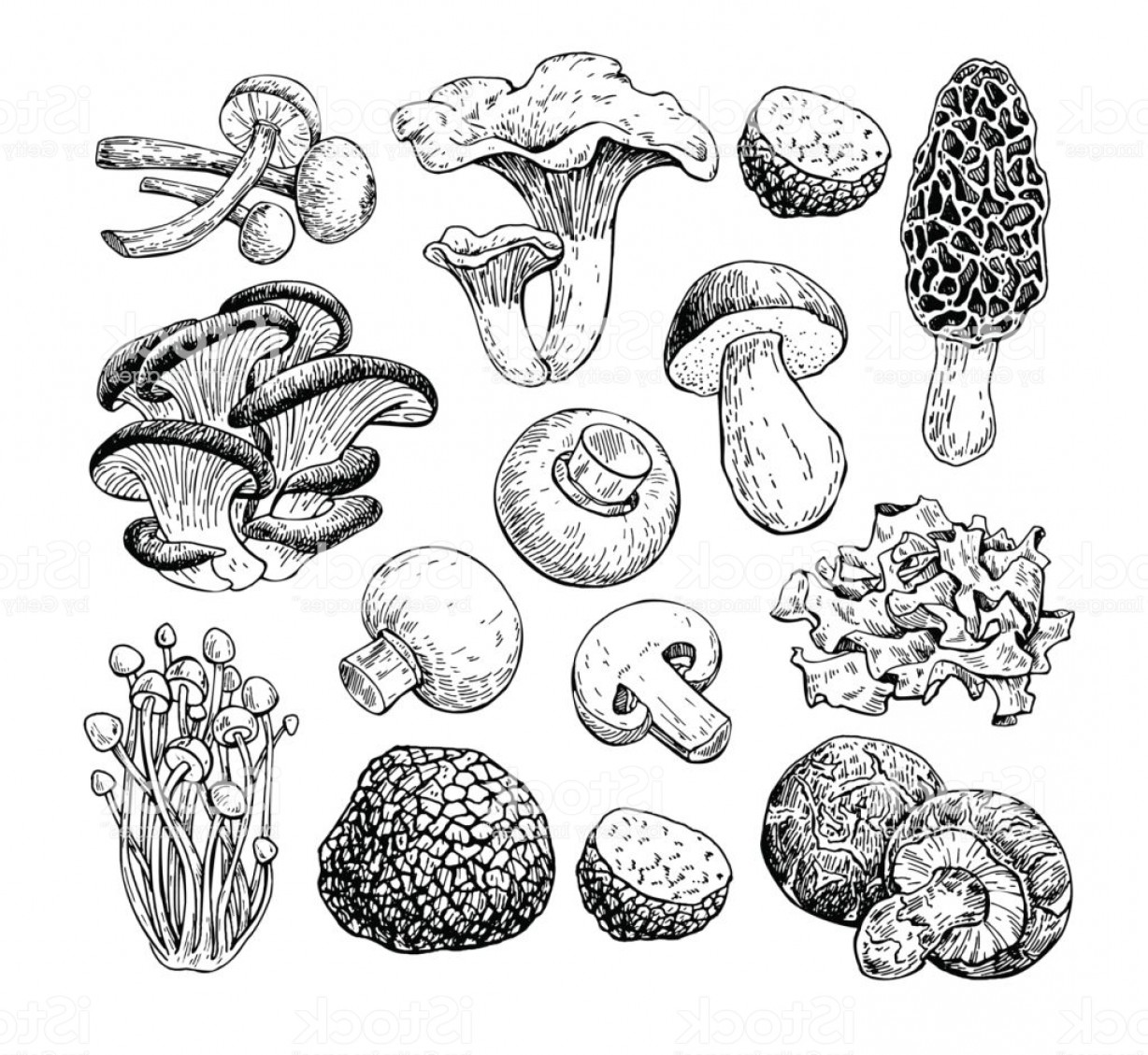 Эскиз грибов