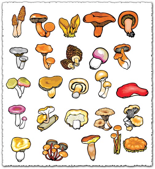 504x550 Mushroom Vector Drawing