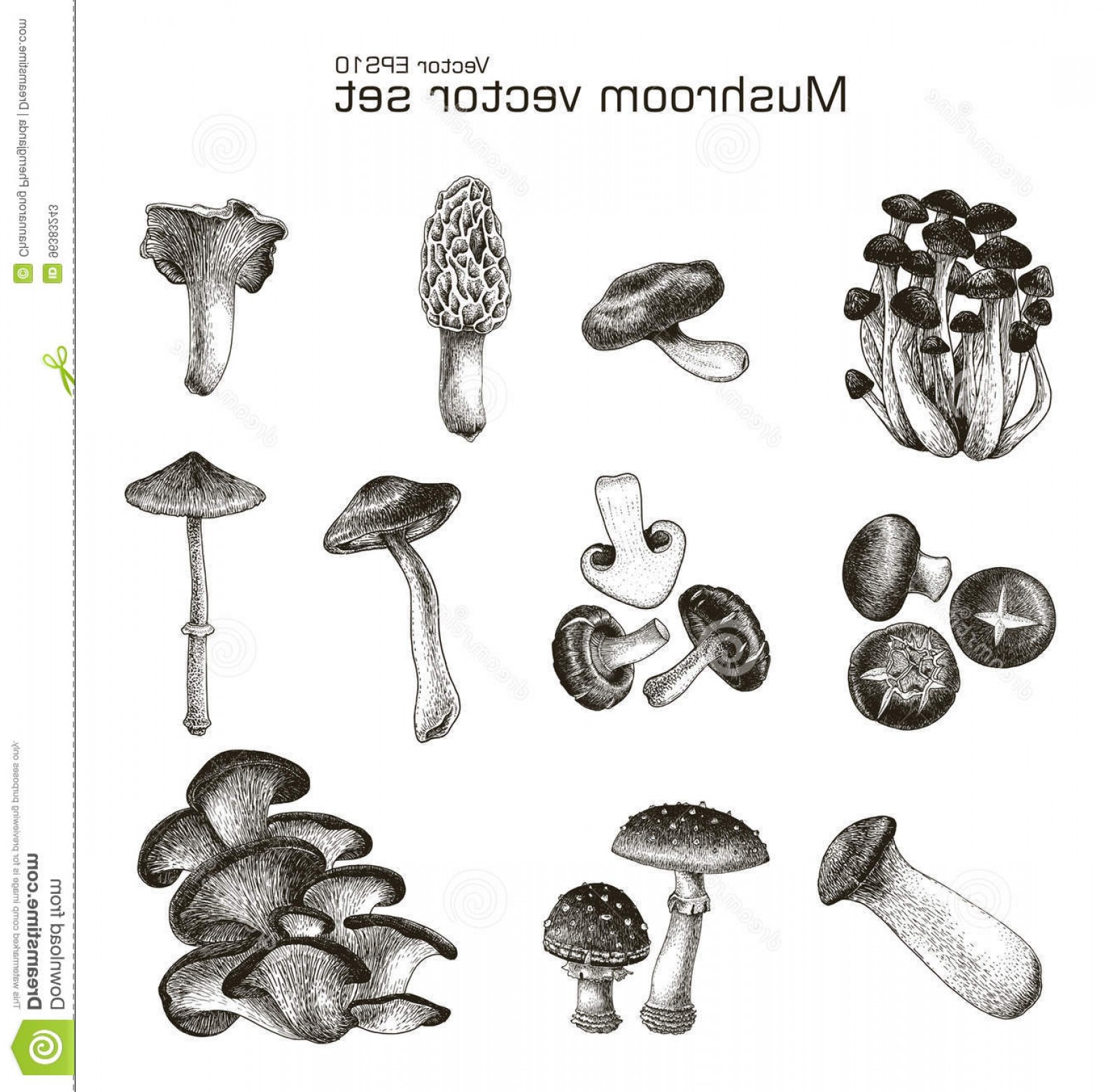 1579x1560 Stock Illustration Mushroom Vector Set Hand Drawing Mushroom
