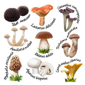 360x360 Vector Mushroom Vector, Free Download Mushroom, Mushroom Cloud