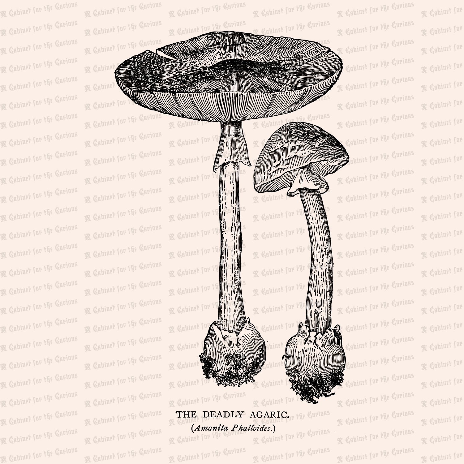 1500x1500 Vintage Deadly Agaric Mushroom Vector Clip Art Antique Etsy