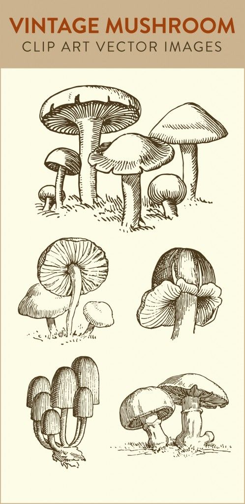 498x1024 Mushroom Clip Art, Vintage Mushroom, Vector Art Clipart, Royalty