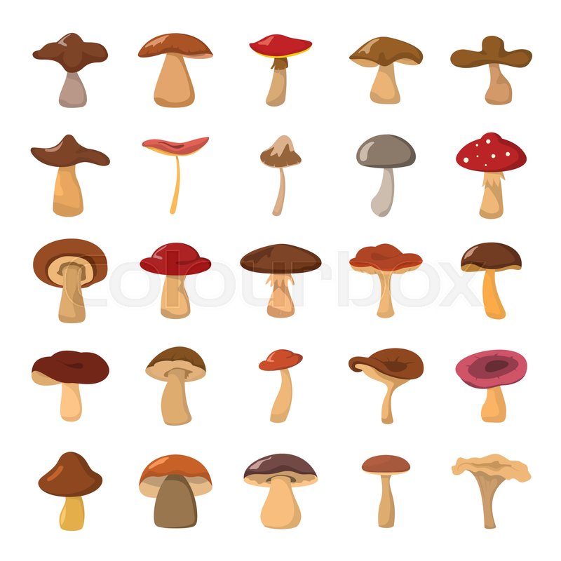 800x800 Cartoon Mushrooms Vector Illustration Stock Vector Colourbox