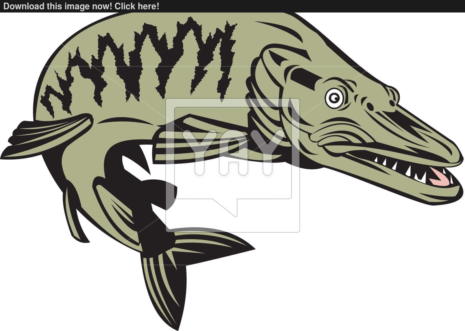 1600x1140 Muskie Muskellunge Fish Retro Vector