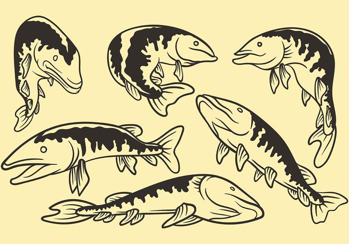 700x490 Muskie Vector Icons