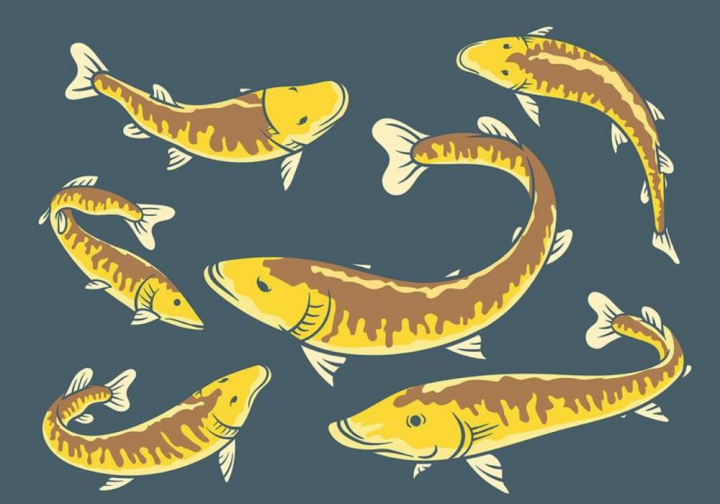 720x504 Muskie Vector Icons