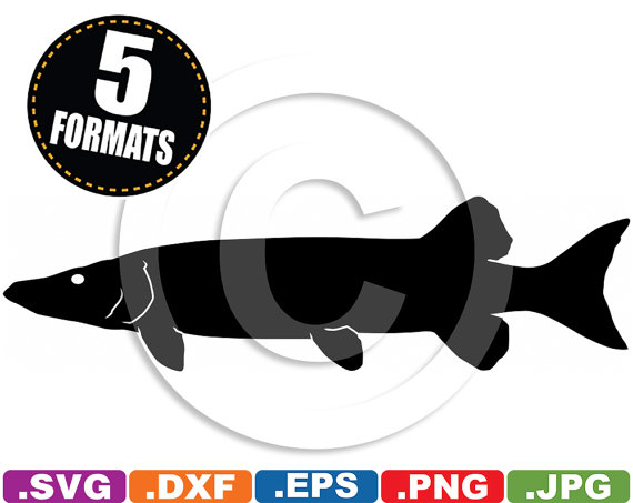 570x453 Muskie Clipart Png And Cliparts For Free Download