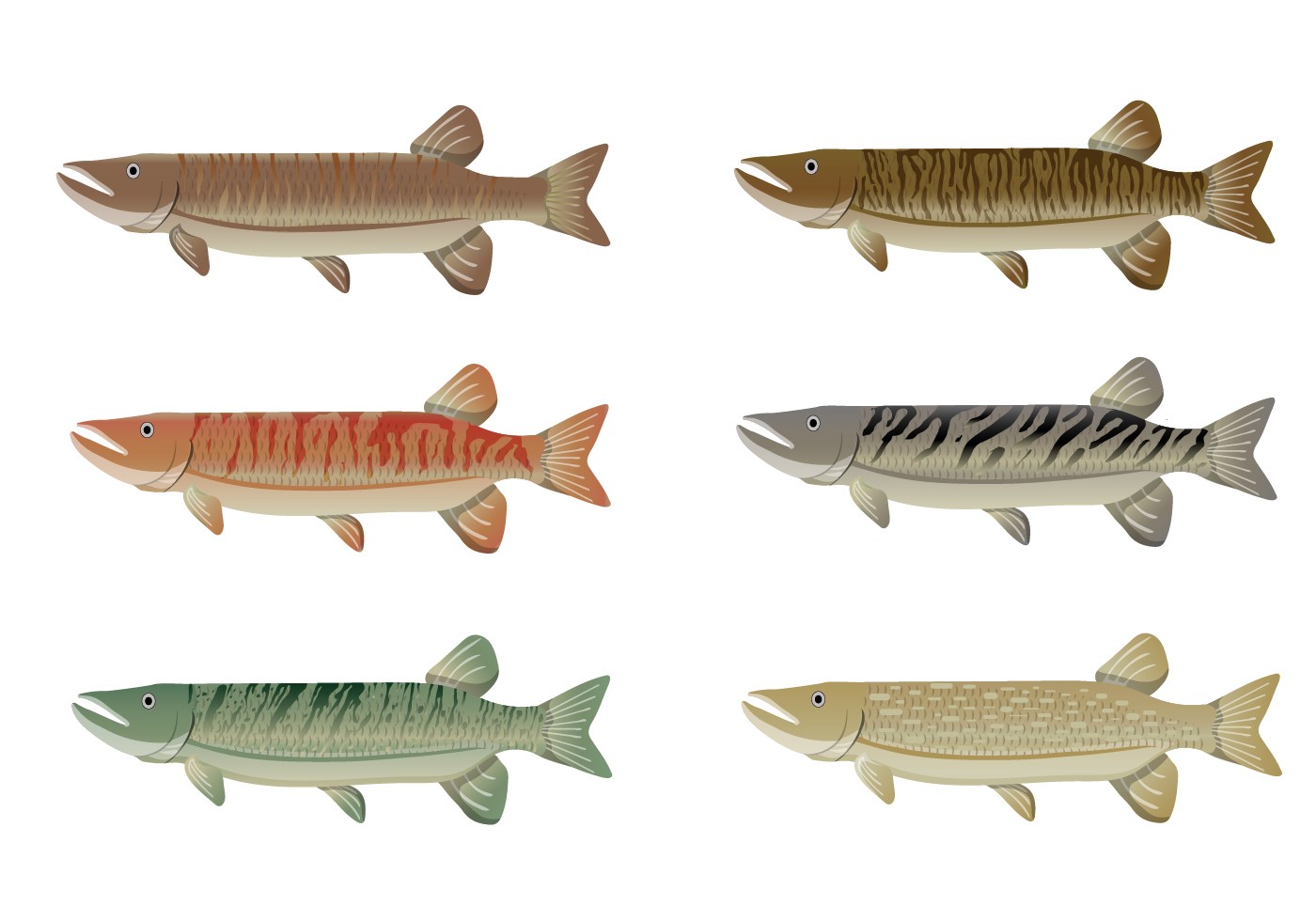 1400x980 Musky Fish Coloring