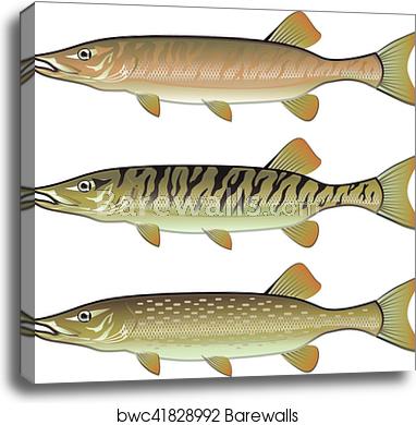 382x390 Musky Tiger Musky And Northern Pike Vector Illustration Fish