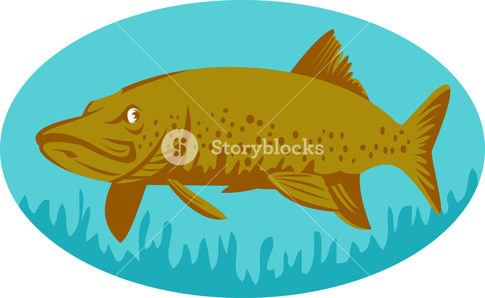 1000x616 Pike Or Muskie Fish Swimming Royalty Free Stock Image